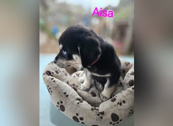 Aisa, hübsches , aktives Husky Viszla Mix Welpenmädchen geb. 2025