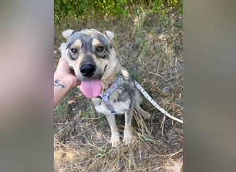 Loki, lieber, menschenbezogener Husky Mischlingsrüde geb. 08/2025