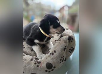 Afra, bildhübsches, aktives Husky / Viszla Mix Welpen Mädchen geb. 2025