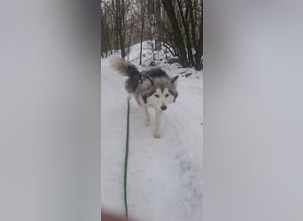 Shara, freundliches Husky Mimx Mädchen geb. 2025