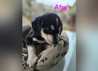 Afra, bildhübsches, aktives Husky / Viszla Mix Welpen Mädchen geb. 2025
