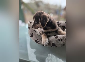 Akasha, aktiver Husky / Viszla Mix Welpe geb. 2025