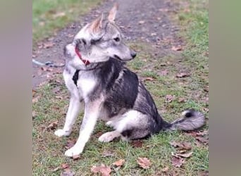 Husky Mischlings Junghündin "Hera" sucht ein Zuhause