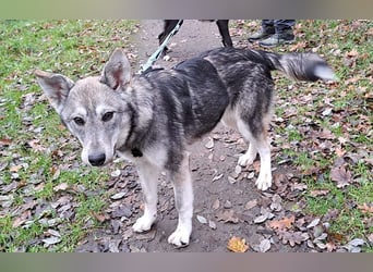 Husky Mischlings Junghündin "Hera" sucht ein Zuhause