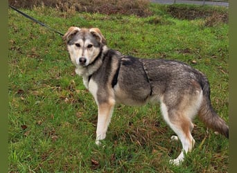 Husky Mischlings Junghündin "Hilda" sucht ein Zuhause