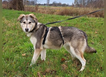 Husky Mischlings Junghündin "Hilda" sucht ein Zuhause