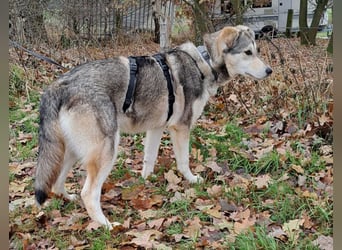 Husky Mischlings Junghündin "Hilda" sucht ein Zuhause