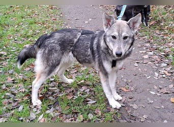 Husky Mischlings Junghündin "Hera" sucht ein Zuhause