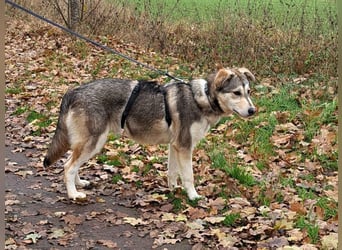 Husky Mischlings Junghündin "Hilda" sucht ein Zuhause