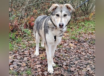 Husky Mischlings Junghündin "Hilda" sucht ein Zuhause