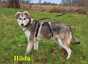 Husky Mischlings Junghündin "Hilda" sucht ein Zuhause