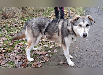 Husky Mischlings Junghündin "Hilda" sucht ein Zuhause