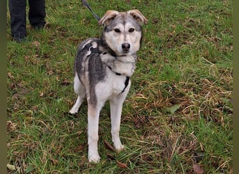 Husky Mischlings Junghündin "Hilda" sucht ein Zuhause