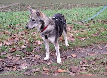 Husky Mischlings Junghündin "Hera" sucht ein Zuhause
