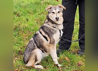 Husky Mischlings Junghündin "Hilda" sucht ein Zuhause