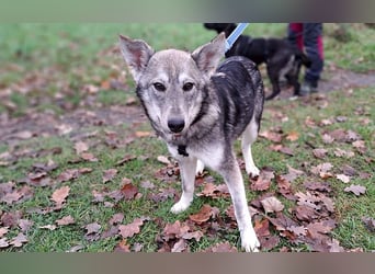 Husky Mischlings Junghündin "Hera" sucht ein Zuhause