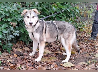Husky Mischlings Junghündin "Hilda" sucht ein Zuhause