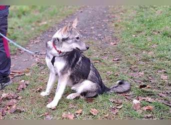 Husky Mischlings Junghündin "Hera" sucht ein Zuhause