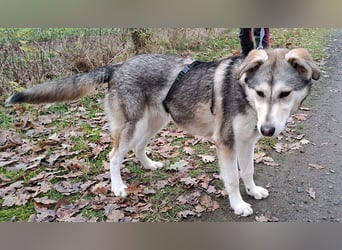 Husky Mischlings Junghündin "Hilda" sucht ein Zuhause