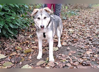 Husky Mischlings Junghündin "Hilda" sucht ein Zuhause