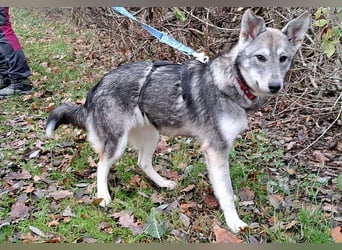 Husky Mischlings Junghündin "Hera" sucht ein Zuhause