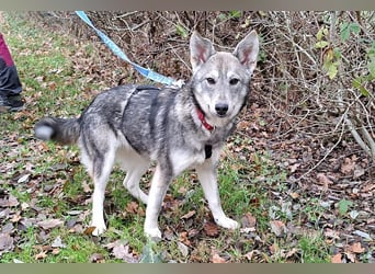 Husky Mischlings Junghündin "Hera" sucht ein Zuhause