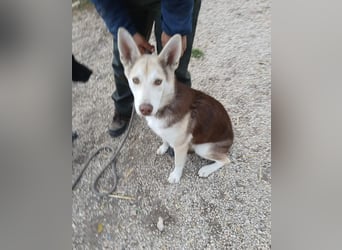 Percy VA,voller Energie, Charme und Herz