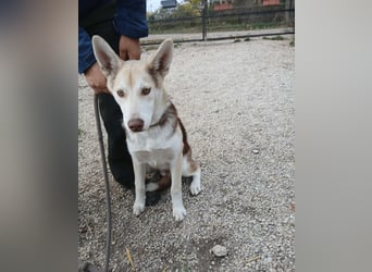 Percy VA,voller Energie, Charme und Herz