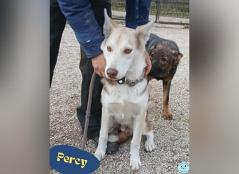 Percy VA,voller Energie, Charme und Herz