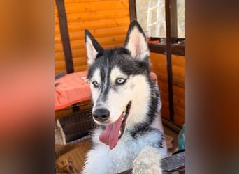 Luna sucht aktive Familie, gern mit Katzen!