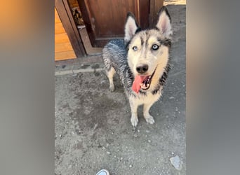 Luna sucht aktive Familie, gern mit Katzen!
