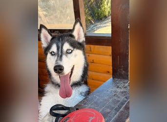 Luna sucht aktive Familie, gern mit Katzen!