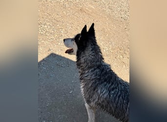 Luna sucht aktive Familie, gern mit Katzen!