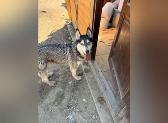 Luna sucht aktive Familie, gern mit Katzen!