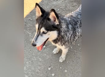 Luna sucht aktive Familie, gern mit Katzen!