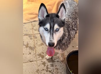 Luna sucht aktive Familie, gern mit Katzen!