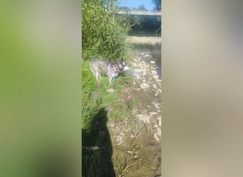 Luna sucht aktive Familie, gern mit Katzen!