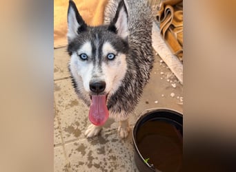Luna sucht aktive Familie, gern mit Katzen!