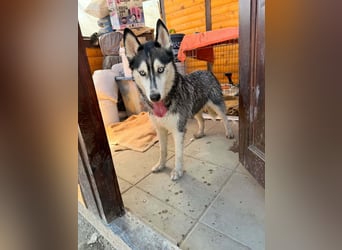Luna sucht aktive Familie, gern mit Katzen!