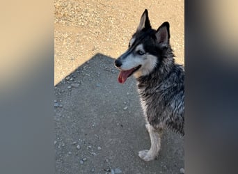 Luna sucht aktive Familie, gern mit Katzen!