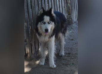 Mads – klug, bewegungsfreudig und bereit für ein Zuhause