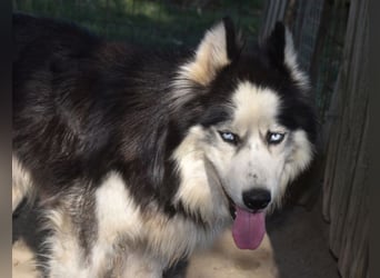 Mads – klug, bewegungsfreudig und bereit für ein Zuhause