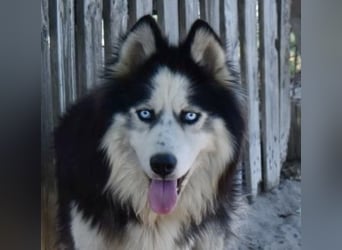 Mads – klug, bewegungsfreudig und bereit für ein Zuhause