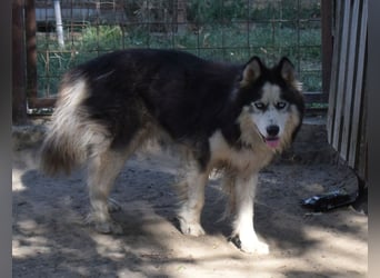 Mads – klug, bewegungsfreudig und bereit für ein Zuhause