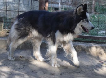 Mads – klug, bewegungsfreudig und bereit für ein Zuhause