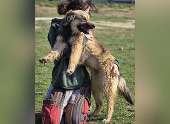 Kendall eine aktive Begleiterin fürs Leben