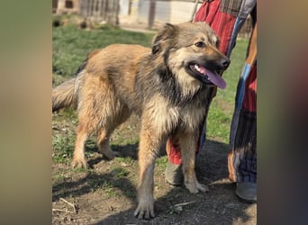 Kendall eine aktive Begleiterin fürs Leben