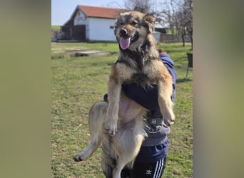 Kendall eine aktive Begleiterin fürs Leben