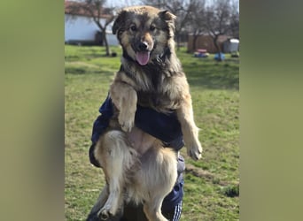 Kendall eine aktive Begleiterin fürs Leben