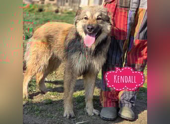 Kendall eine aktive Begleiterin fürs Leben